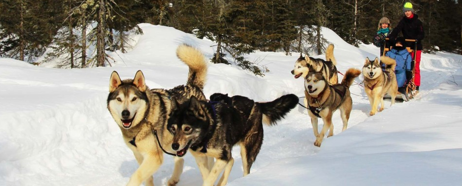 Le Chenil du Sportif vous propose des randonnées en traîneaux à chiens en pleine nature, où vous découvrirez la beauté du paysage de Charlevoix, tout en vous familiarisant à un mode de vie sain et naturel.  Vos hôtes Daniel et Karine vous aideront à rendre votre séjour agréable et à faire de cette aventure un souvenir inoubliable.