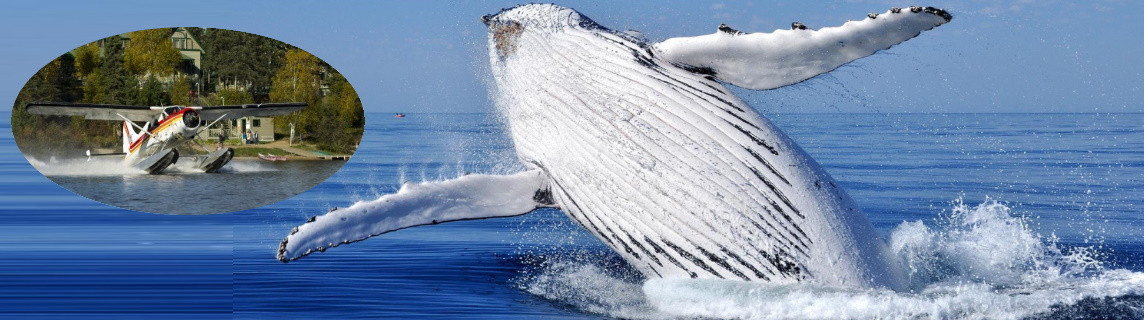 baleines-tadoussac